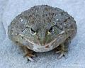 Pyxicephalus adspersus 12
